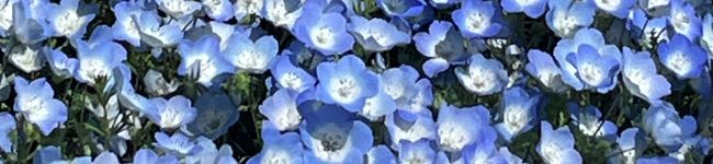 のぶまつ's header image