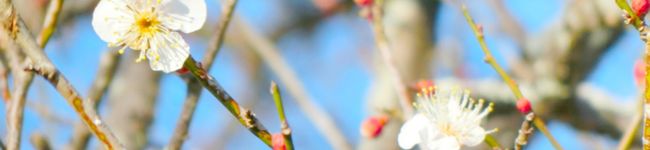 紋花。's header image