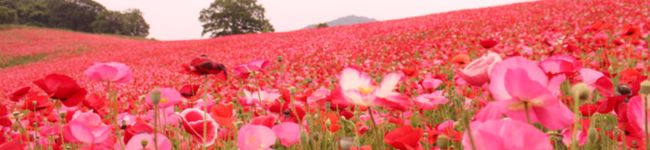 らみまる's header image