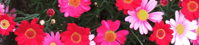 Ahhlucky's header image