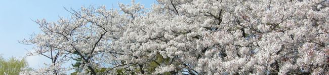 AKaring's header image