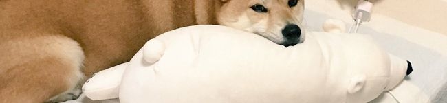 モルスコ's header image