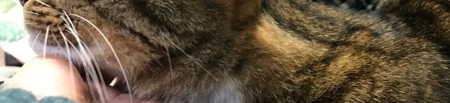 Saki122410's header image