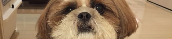 日野ちゃん's header image