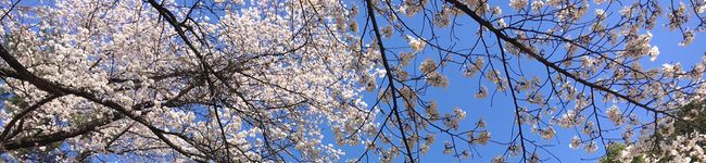 吉田キッチン's header image