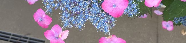 クックSrS595's header image