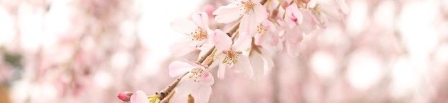 ウチ子☆'s header image