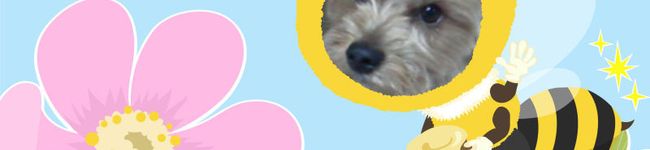 のりぴん母さん's header image