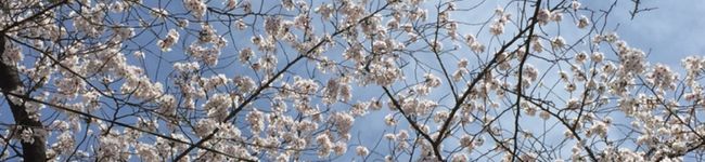 我が家のレシピ帳's header image