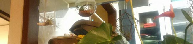 viola036's header image