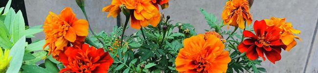 saki_gohan's header image