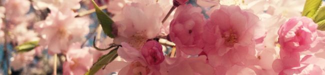 スピッツLOVE's header image