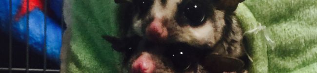 JonaⅢ's header image