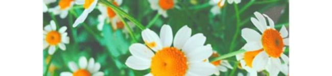 ﾓﾓﾀﾛ's header image