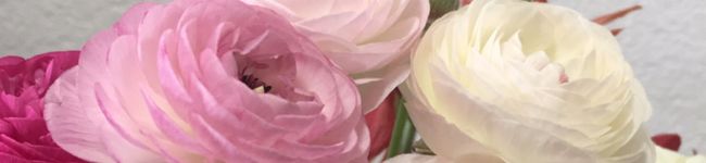 しろやぎ384's header image
