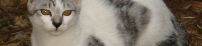不思議の国のAlice's header image