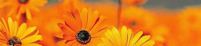 fujico24's header image