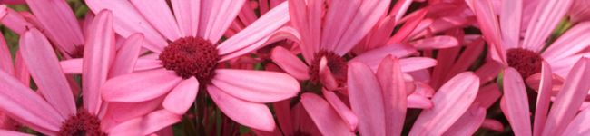 mammama's header image