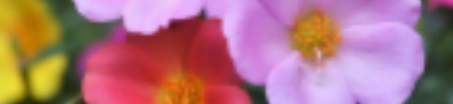 眞壁紗菜's header image
