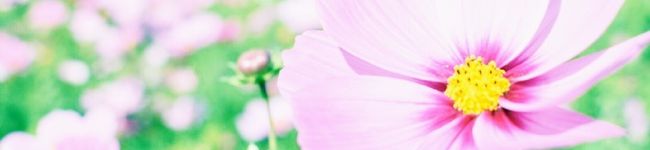 SATO☆mam's header image