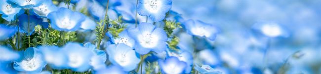 alice1008's header image