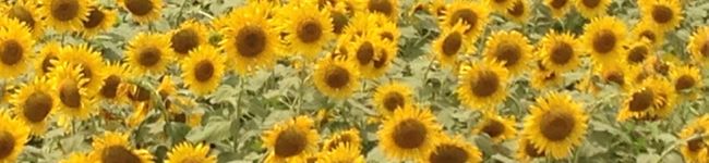 marukoro風夢's header image