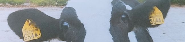 たけのこさき's header image