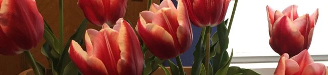 Tulisaito's header image