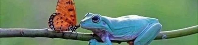 ポケモンレッツゴ's header image