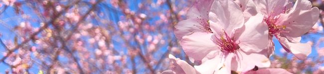 柚子胡椒。's header image
