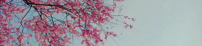 MIMI10969's header image