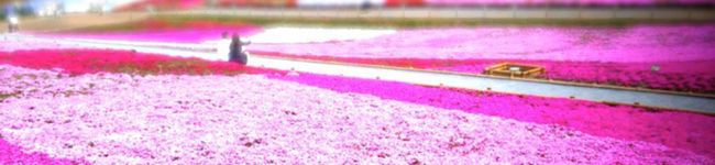 Reinaneko's header image