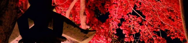 yut1123's header image