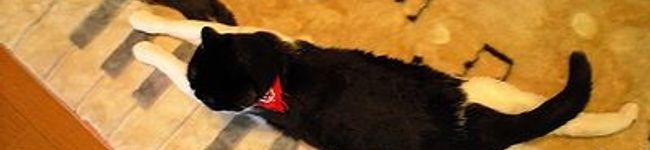 mikapoo's header image