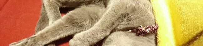 ねこ♥低fodmap's header image