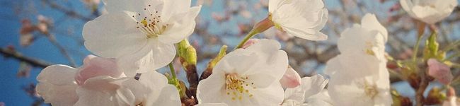 sonomihan's header image