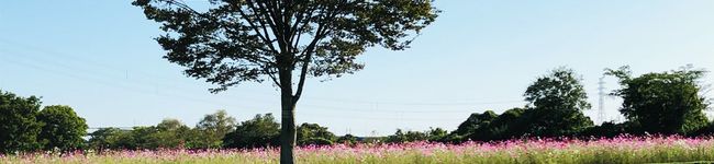 ภาพปกโพรไฟล์ของ スミレの花☆