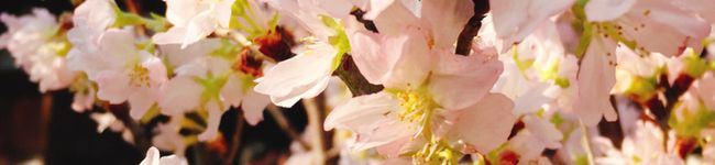 tsunasuke's header image