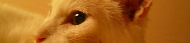 MilkySophie's header image