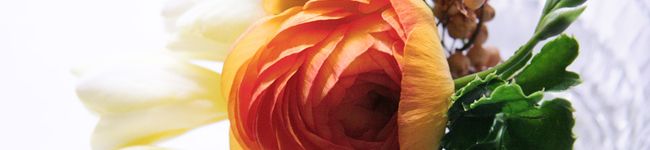 haluo's header image