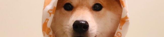 マモディッシュ's header image