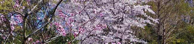 134koto's header image