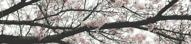 moreo96's header image
