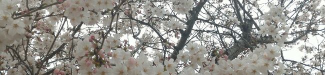 niyuhatu's header image
