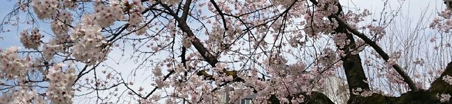 まろあず's header image