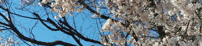machakari's header image