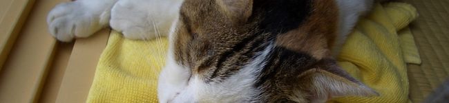 sarlog's header image
