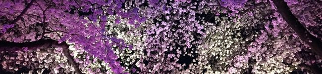 OhanaShiny's header image