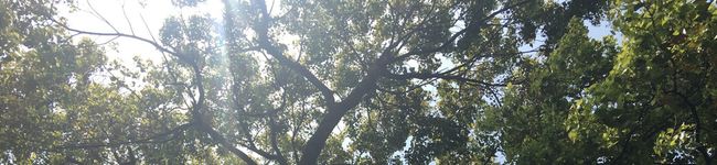 lxlxx's header image