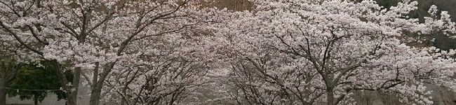 mikimaron's header image